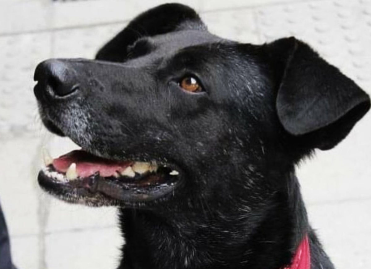 Photograph of Negro Matapacos, a smiling riot dog wearing a red bandana.